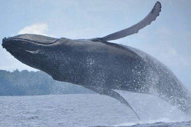 Whales and Dolphins Watching Tour From Manuel Antonio - Snorkeling and Swimming