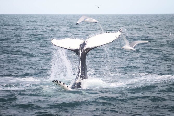 Whales and Puffins Tour From Husavik - Meeting and Pickup