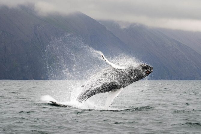 Whales and Puffins Tour From Husavik - Additional Information