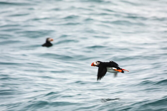 Whales and Puffins Tour From Husavik - Pricing