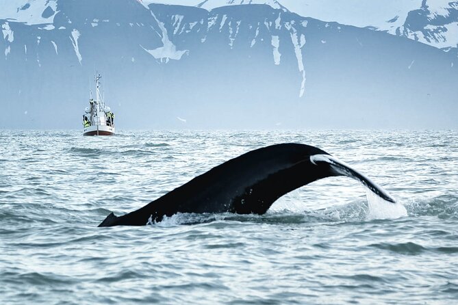 Whales and Puffins Tour From Husavik - Skjálfandi Bay Excursion