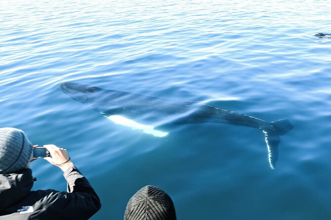 Whales and Puffins Tour From Husavik - Discounts and Savings