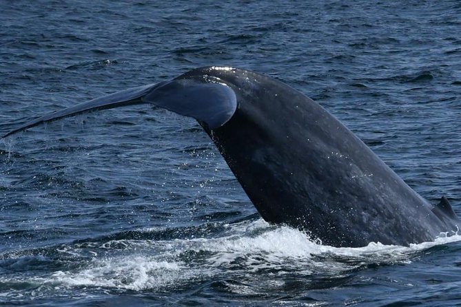 Whales & Dolphins Watching Day Tour in Mirissa From Bentota & Its Surrounding - Good To Know
