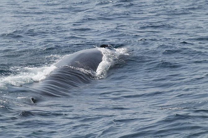 Whales & Dolphins Watching Day Tour in Mirissa From Bentota & Its Surrounding - Meeting and Pickup Information