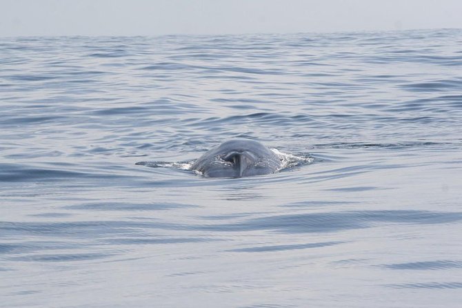 Whales & Dolphins Watching Day Tour in Mirissa From Bentota & Its Surrounding - Customer Feedback and Ratings