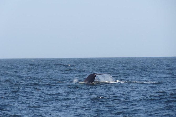 Whales & Dolphins Watching Day Tour in Mirissa From Bentota & Its Surrounding - Pricing and Booking Information