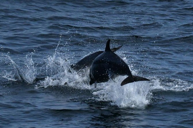 Whales & Dolphins Watching Day Tour in Mirissa From Bentota & Its Surrounding - Whale Watching Experience