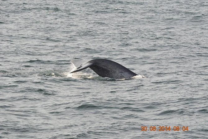 Whales & Dolphins Watching Day Tour in Mirissa From Bentota & Its Surrounding - Stilt Fishermen Sighting