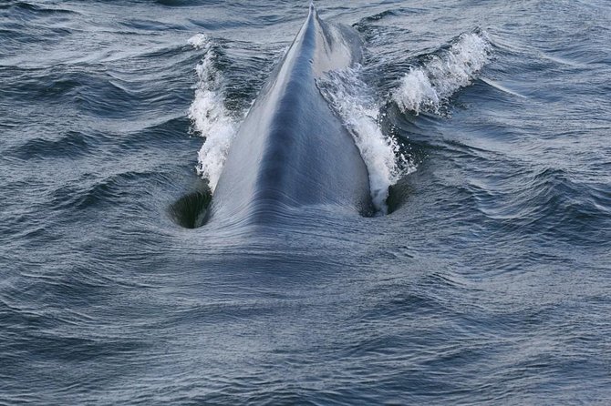 Whales & Dolphins Watching Day Tour in Mirissa From Bentota & Its Surrounding - What to Bring and Wear