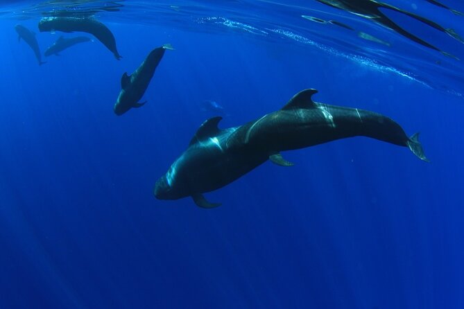 Whales Listening Eco-Catamaran Tour With Food Tasting - Onboard Food Tasting