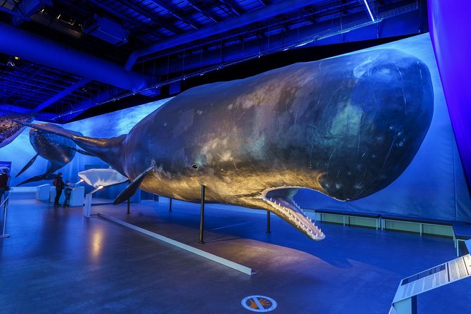 Whales Of Iceland Admission Ticket - Interactive Stations and Videos