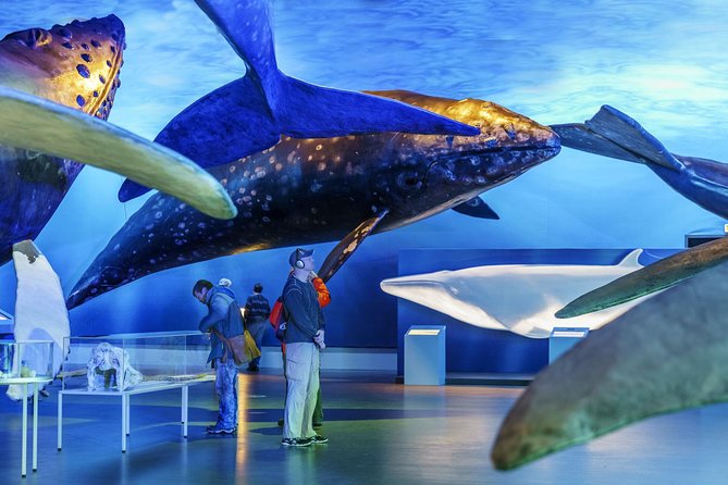 Whales Of Iceland Admission Ticket - Exclusions and Additional Information