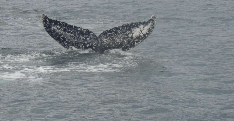 Whales, Penguins & Glaciers Navigation From Punta Arenas - Meeting Details