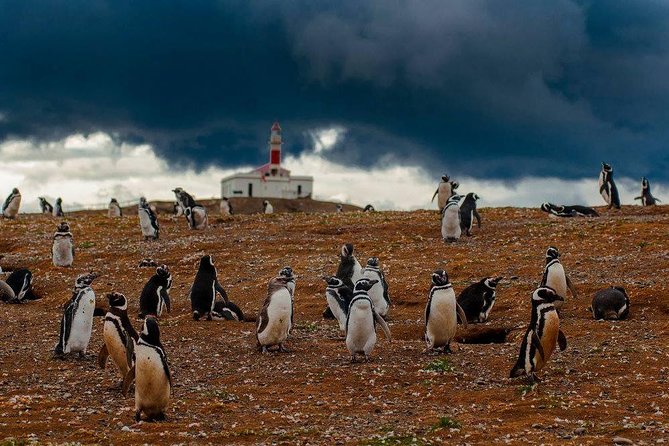 Whales, Penguins & Glaciers Navigation From Punta Arenas - Wildlife and Attractions