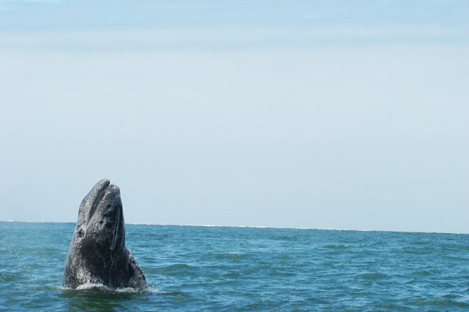Whales Tour From La Paz - Customer Experiences