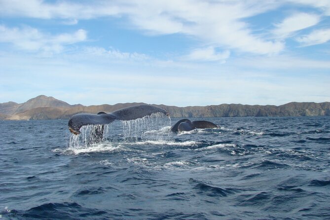 Whales Tour From La Paz - Whale Sightings and Encounters