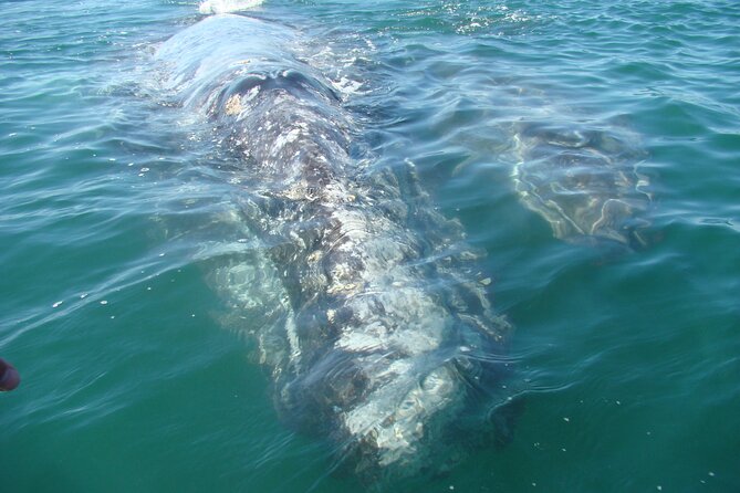 Whales Tour From La Paz - Dining and Catering