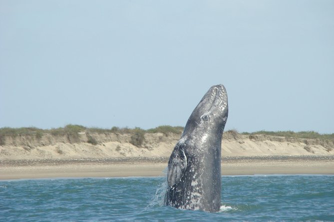 Whales Tour From La Paz - Transportation and Accessibility
