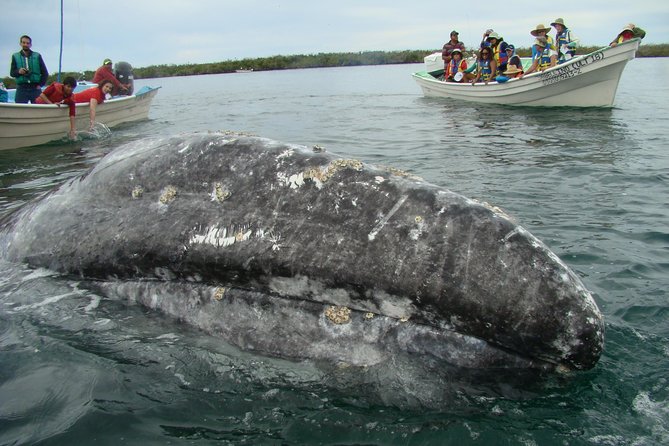 Whales Tour From La Paz - Health and Safety Protocols