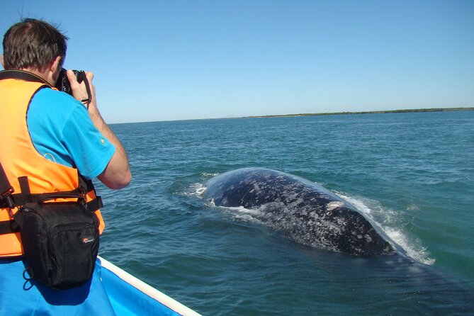 Whales Tour From La Paz - Traveler Feedback and Recommendations