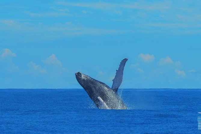 Whales Watching Half Day Experience - Accessibility and Participation