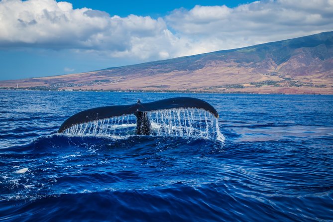 Whales Watching Mirissa - Booking Information