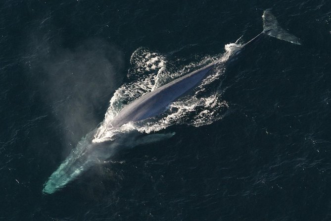 Whales Watching Mirissa - Whale and Dolphin Sightings