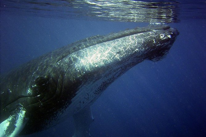 Whales Watching Mirissa - Respectful Distance From Animals