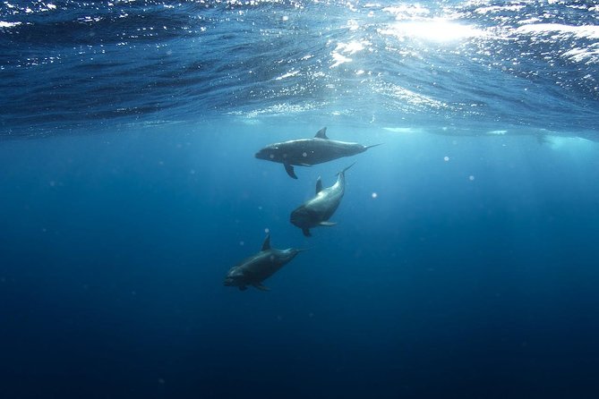 Whales Watching Mirissa - Crew Expertise and Attentiveness