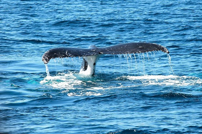 Whales Watching Mirissa - Well-Coordinated Experiences