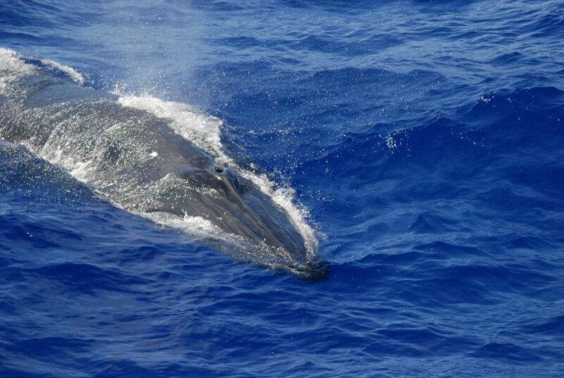 Whales Watching Tour Transfer - Galle, Unawatuna, Ahangama, - Key Points