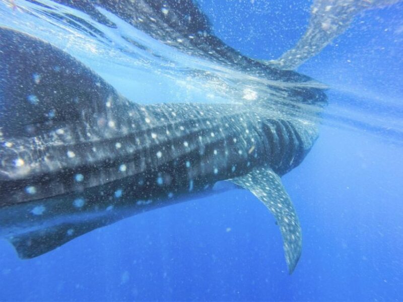 Whales Watching Tour Transfer - Galle, Unawatuna, Ahangama, - Tour Experience and Itinerary