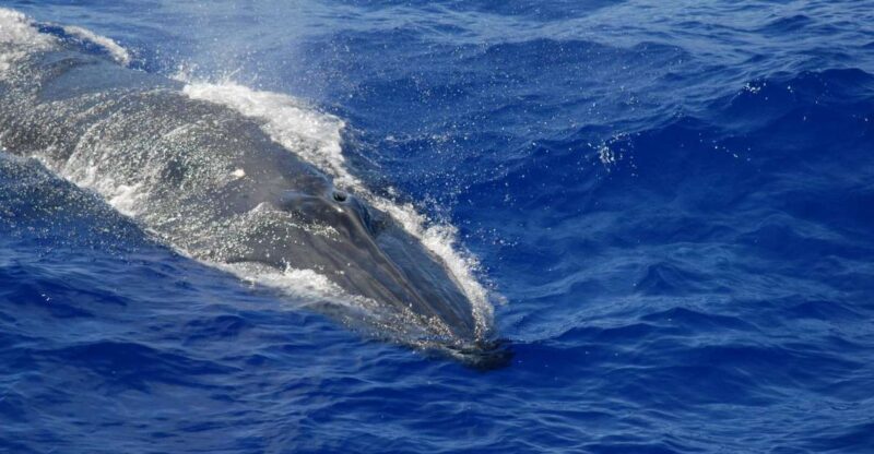 Whales Watching Tour Transfer - Galle, Unawatuna, Ahangama, - Frequently Asked Questions
