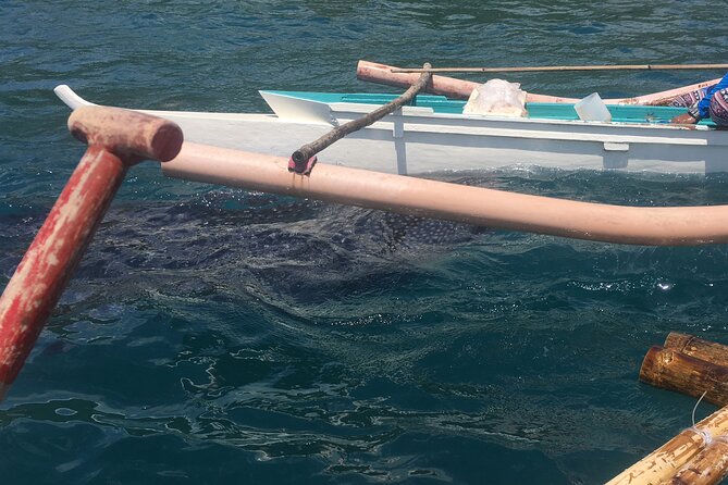 Whaleshark & Bohol Countryside Tour W/ Buffet Lunch River Cruise (Cebu or Bohol) - Tour Overview