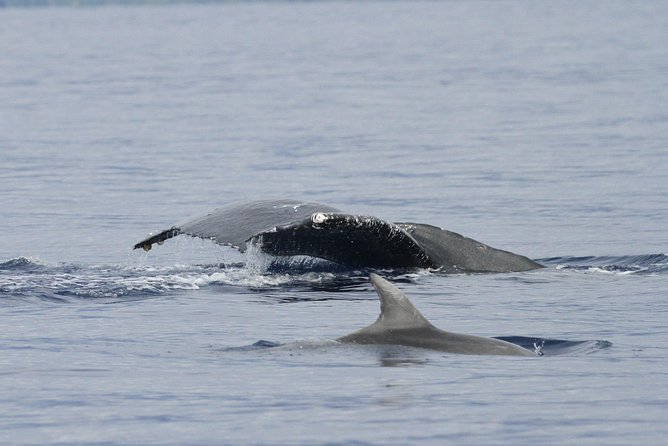 Whalewatch Deluxe Tour From Maalaea Harbor - Inclusions and Amenities