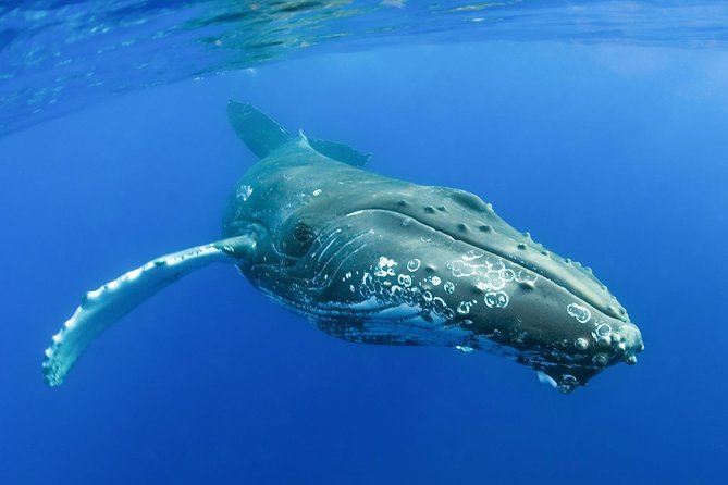 Whalewatch Deluxe Tour From Maalaea Harbor - Booking and Cancellation Policy