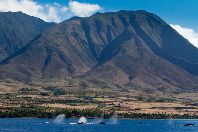 Whalewatch Deluxe Tour From Maalaea Harbor - Catamaran Design and Capacity