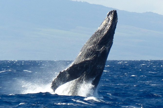 Whalewatch Deluxe Tour From Maalaea Harbor - Lunch and Refreshments Onboard