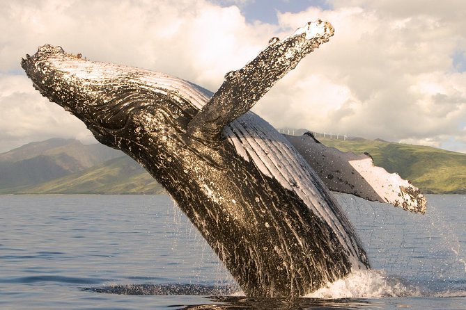 Whalewatch Sail Deluxe Tour From Maaleae - Key Points