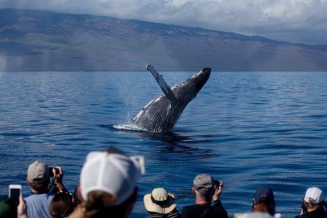 Whalewatch Sail Deluxe Tour From Maaleae - Meeting and Pickup