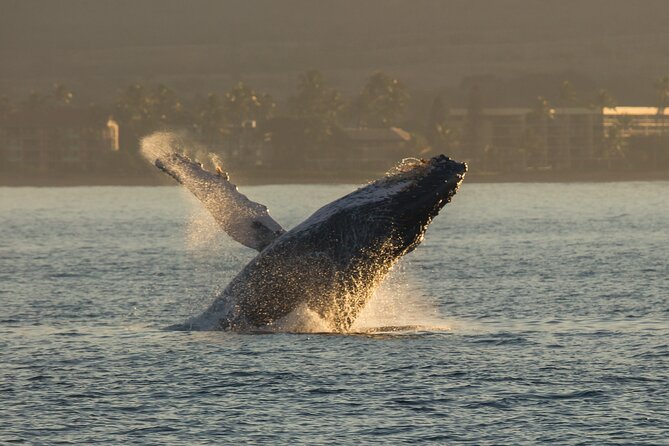 Whalewatch Sail Deluxe Tour From Maaleae - Age Restrictions and Accessibility