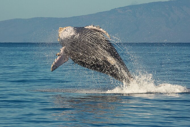 Whalewatch Sail Deluxe Tour From Maaleae - Reviews and Recognition