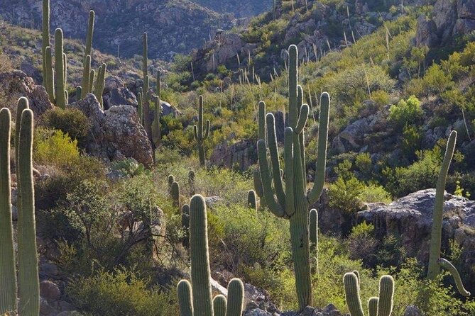 When Nature Calls - Exploring the Sonoran Desert - Capturing Stunning Photography