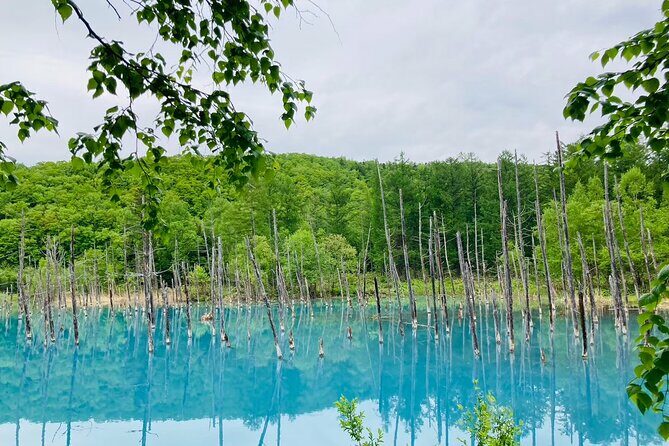 Wherever you want! 1-Day Private Tour from Sapporo to Furano more - Introduction to the Private Sapporo Day Tour