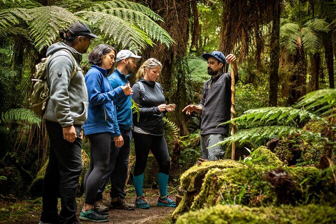 Whirinaki Forest Footsteps: Mori Guided Tour, Picnic & Transfer - Practical Aspects: Logistics, Cost, and Booking