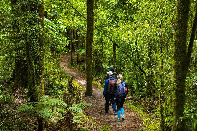 Whirinaki Forest Footsteps: Mori Guided Tour, Picnic & Transfer - Who Will Love This Tour?