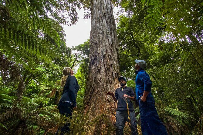 Whirinaki Forest Footsteps: Mori Guided Tour, Picnic & Transfer - FAQs