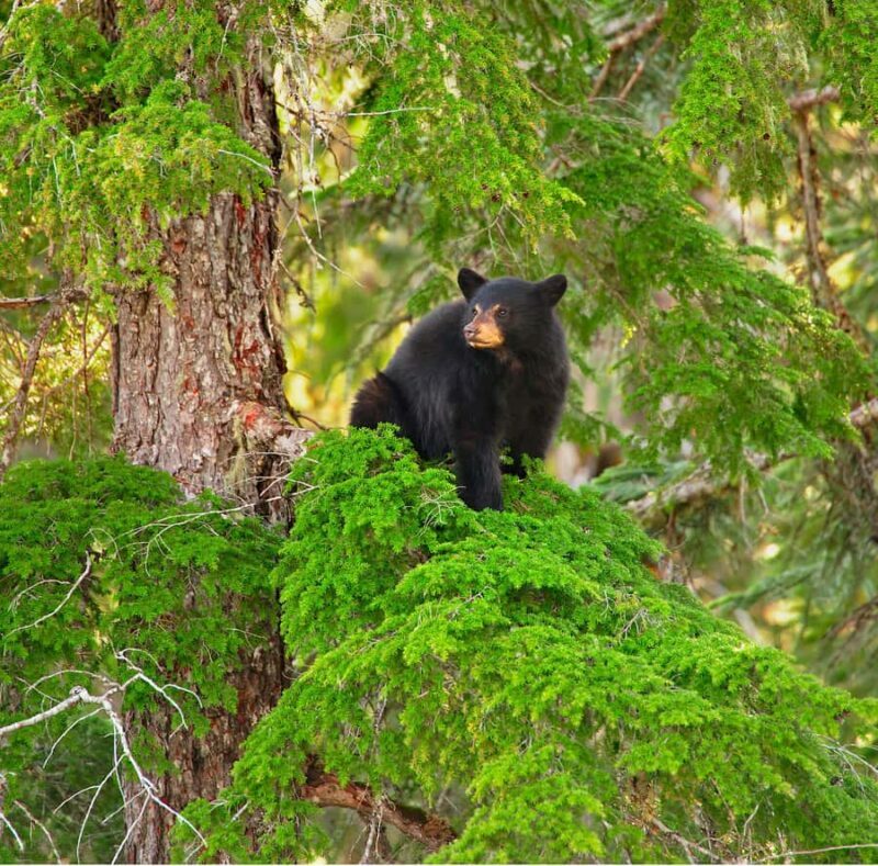 Whistler: Afternoon/Evening Bear Viewing Scenic Tour - What’s Included and How It Works