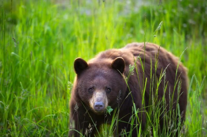 Whistler: Afternoon/Evening Bear Viewing Scenic Tour - Photography and Sharing the Moment
