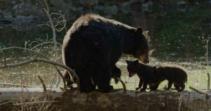 Whistler: Afternoon/Evening Bear Viewing Scenic Tour - Comfort, Group Size, and Flexibility